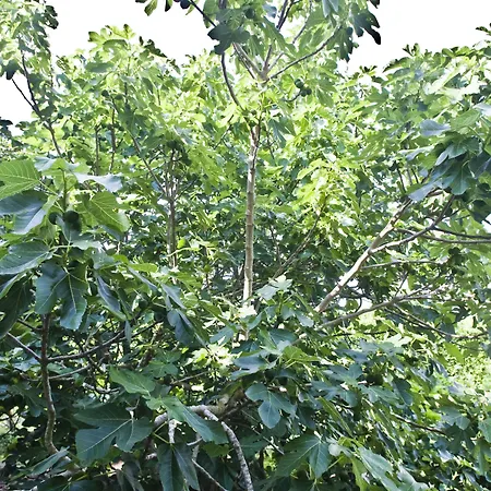 莎拉别墅酒店 酒店