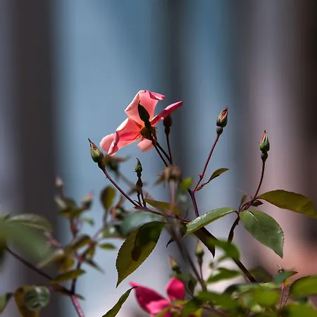 莎拉别墅酒店 4*